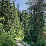 Durch den Wald zur Masare Hütte