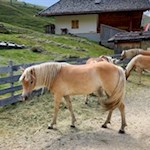 Haflinger der Kirchsteiger Alm