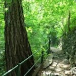 Der Weg wird von Trockenmauern und schattenspendenden Bäumen umsäumt