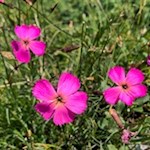 Auch Nelken blühen in den sanften Grödner Almwiesen