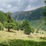 Durch baumbestandene Weidewiesen in Richtung Schönbichl