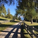 Der Salten ist das größte Lärchenplateau Europas