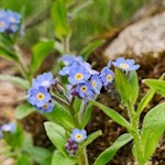 Im Frühling wachsen zarte Vergissmeinnicht in den Pustertaler Wiesen