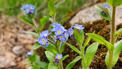 Im Frühling wachsen zarte Vergissmeinnicht in den Pustertaler Wiesen