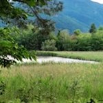 Das Raier Moos, ein Rückzugsort für zahlreiche Tier- und Pflanzenarten