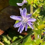 In den Wiesen um Ums blühen zarte Blumen