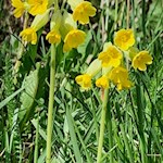 Auch die Schlüsselblume gedeiht in den Pustertaler Wiesen