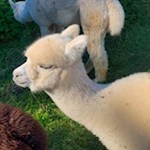 Alpakas der Petersberger Leger Alm