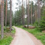 Sanft schlängelt sich der Sagenweg durch den Wald