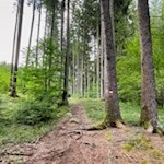 Durch den Wald zum Issinger Weiher