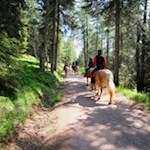 Die Haflingerzucht hat in Mölten eine lange Tradition