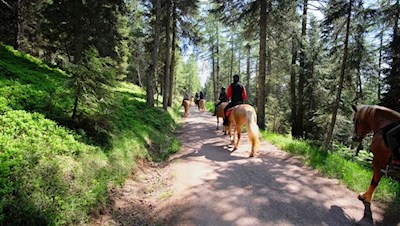 Die Haflingerzucht hat in Mölten eine lange Tradition