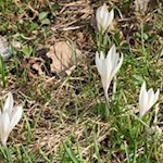 Zarte Krokusse künden vom Frühlingsbeginn