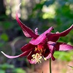 Auch die Akelei ist am Perlenweg anzutreffen