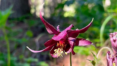 Auch die Akelei ist am Perlenweg anzutreffen