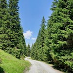 Durch den Wald zur Sattelbergalm