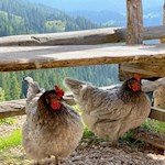 Hühner der Laureiner Alm