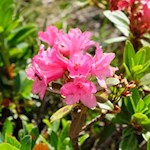 Alpenrosen umsäumen den Ridnauner Höhenweg