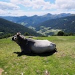 Die Kühe verbringen den Sommer auf der Alm