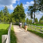 Auch Haflinger sind auf dem Salten anzutreffen