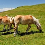 Haflinger auf der Seiser Alm