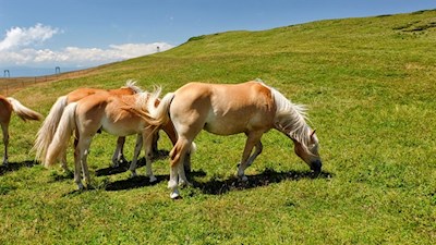 Haflinger auf der Seiser Alm