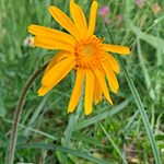 In den Wiesen um die Heinzen Alm gedeihen zahlreiche Blumen