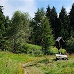 Allmählich lichtet sich der Wald...