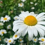 In den bunten Almwiesen des Mühlbachtals gedeiht auch die Margerite