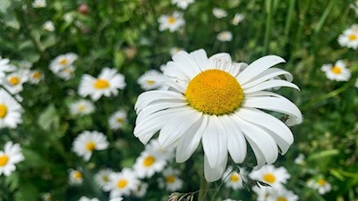 In den bunten Almwiesen des Mühlbachtals gedeiht auch die Margerite