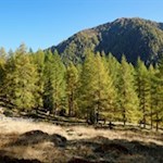 Durch friedvolle Waldhänge in Richtung Moserebene