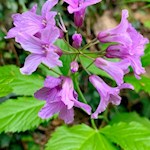 Glockenblume in der Gaulschlucht