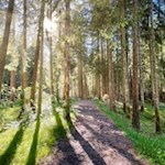 Durch lichten Wald nach Bad Ratzes