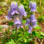 Glockenblumen auf dem Weg zur Weizgruberalm