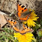 Im Frühling flattern Schmetterlinge von Blume zu Blume