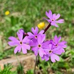 Primula farinosa at Passo Gardena pass