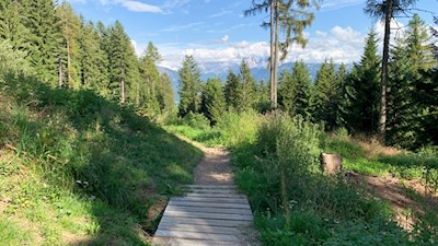 Der Familienwanderweg führt im sanften Anstieg durch den Wald