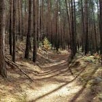 Durch-lichte-Wälder-von-Schabs-nach-Brixen