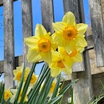 Im Frühling wachsen Narzissen am Wegesrand