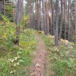 Durch den trauten Wald nach Spinges