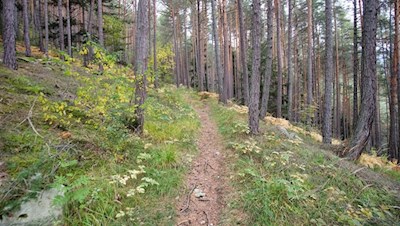 Durch den trauten Wald nach Spinges