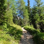 Im steten Anstieg durch den Wald