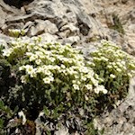 La sassifraga verde-azzurra prospera sugli aridi pendii dolomitici