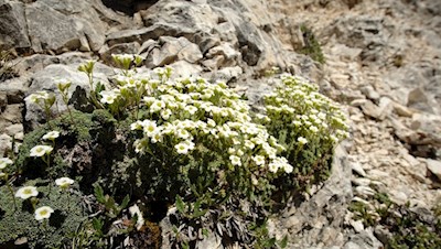 The blue-green saxifrage thrives on the barren slopes of the Dolomites