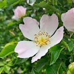 Hundsrose am Wegesrand