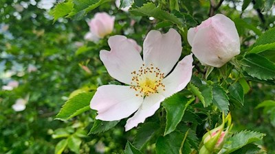 Hundsrose am Wegesrand