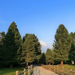 Die warme Sommersonne wirft tanzende Schatten auf den Weg