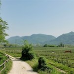 Das Südtiroler Unterland ist für seine Obst- und Weinwiesen bekannt