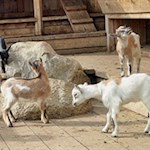 Die zufriedenen Ziegen der Saraghes Hütte