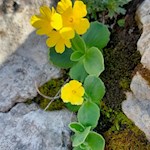 Aurikel im Val Setus